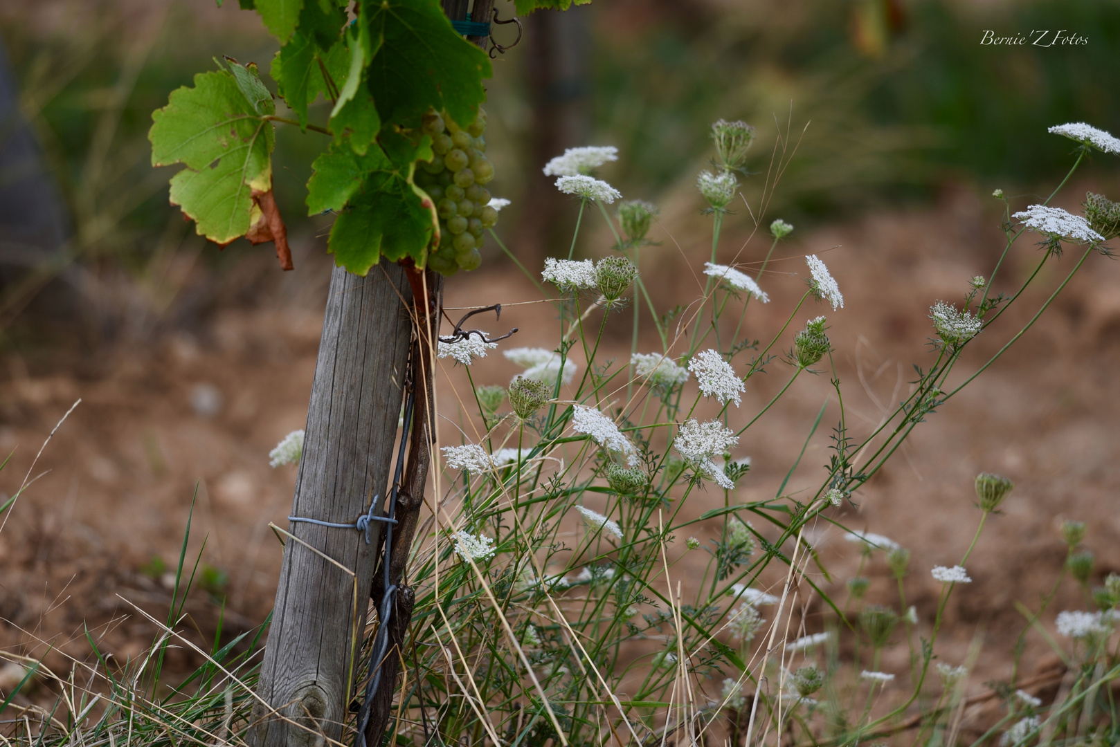 Fleurs des vignes