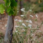 Fleurs des vignes