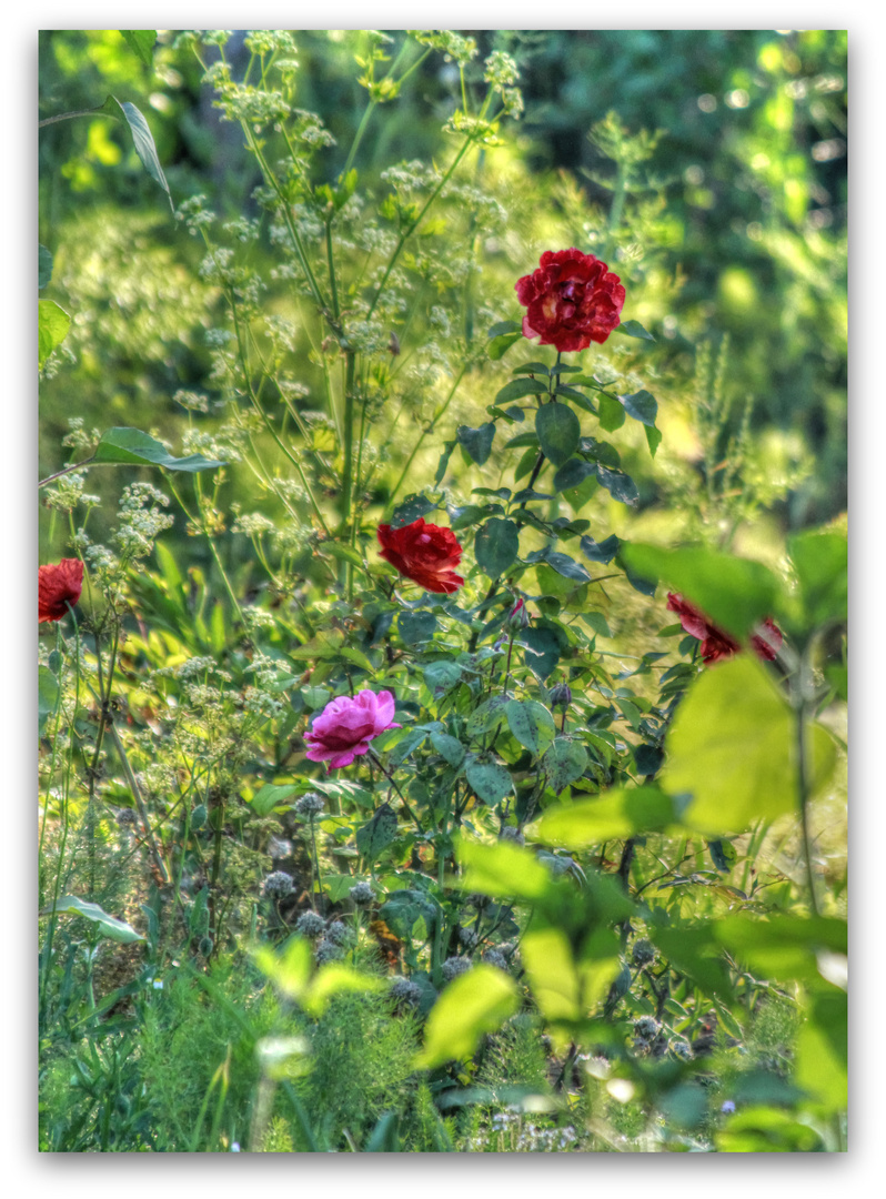 Fleurs d'été