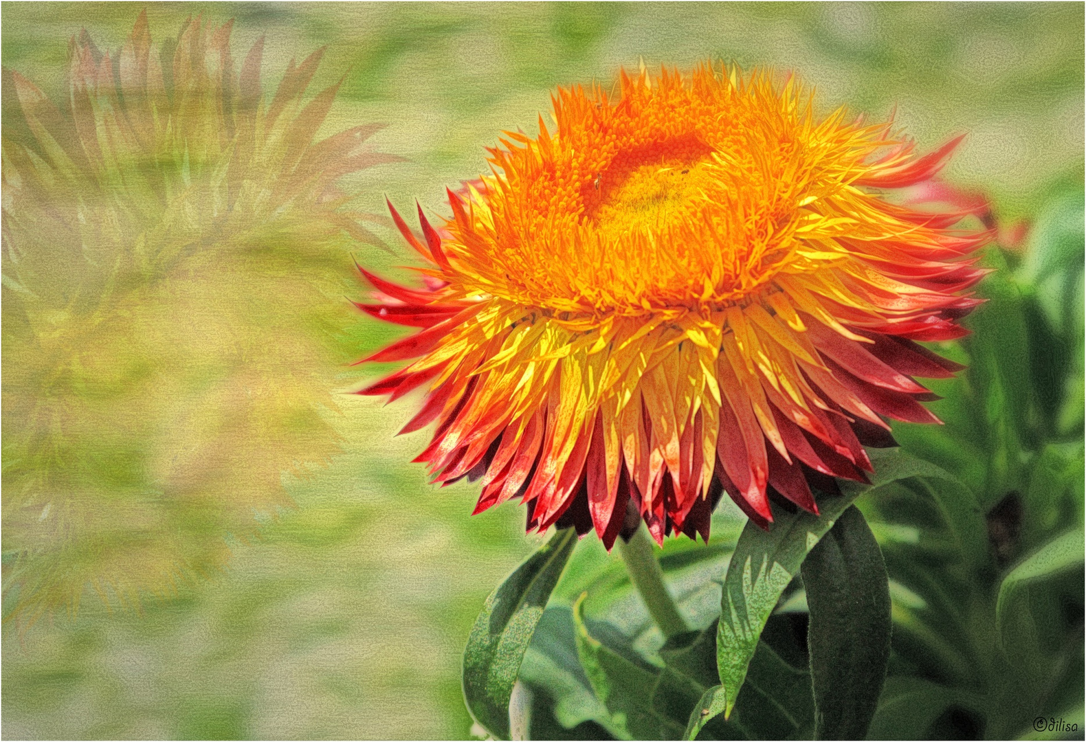 fleurs d'été