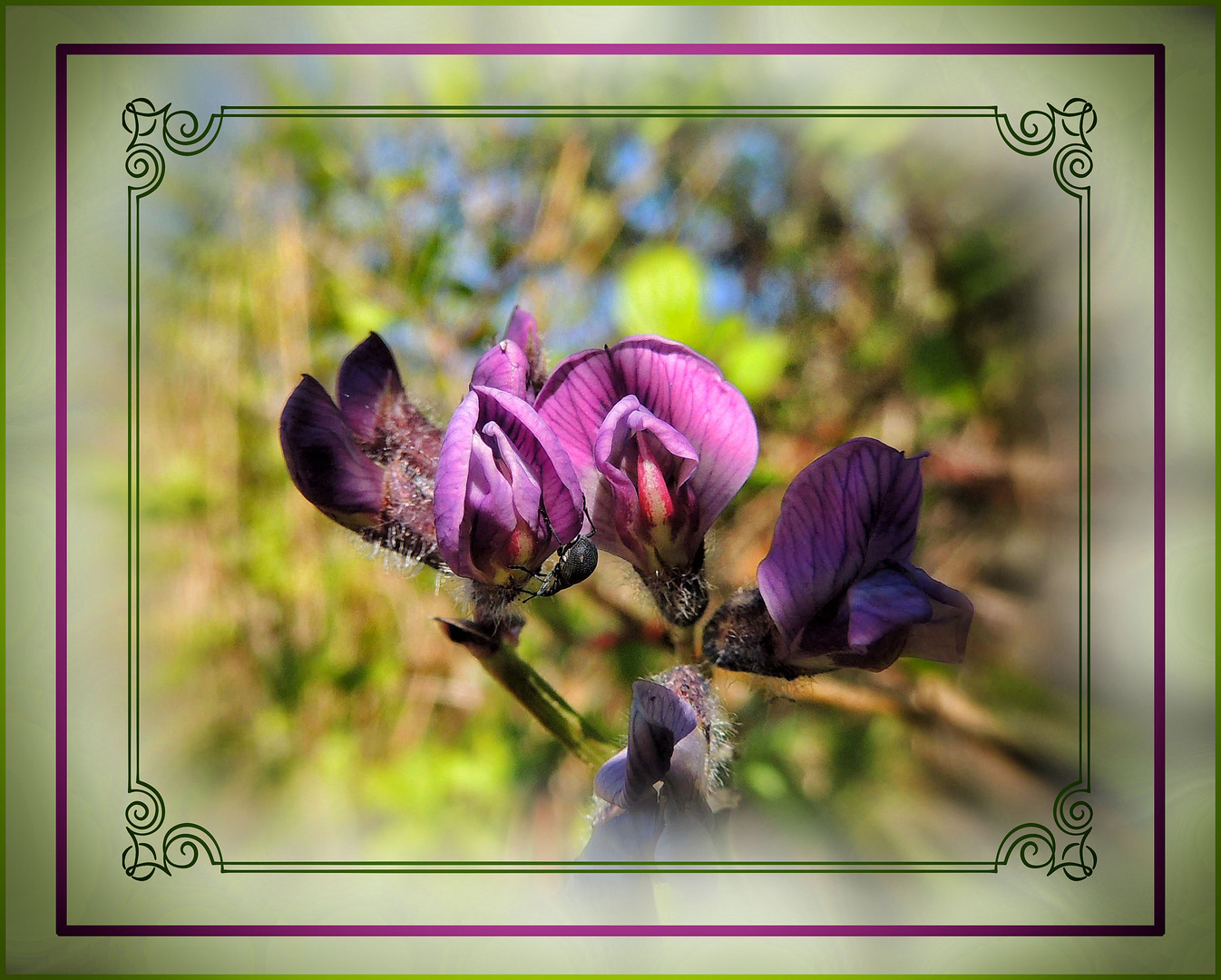 Fleurs d'été