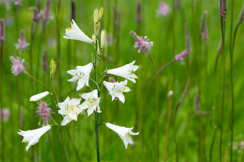 Fleurs d'été