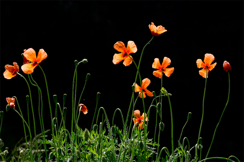 Fleurs  d'été.