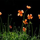 Fleurs  d'été.