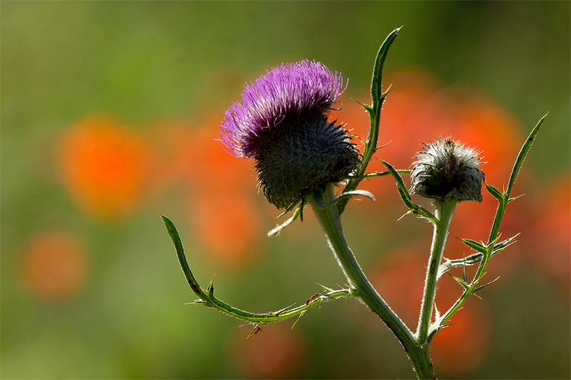 Fleurs d'été.