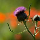 Fleurs d'été.