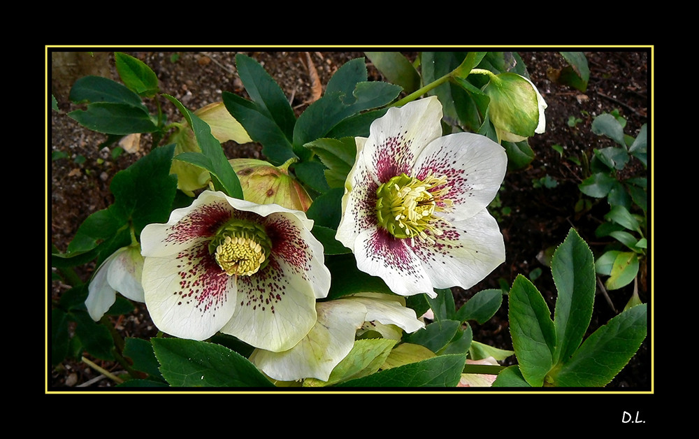 ...Fleurs d'hellébore...