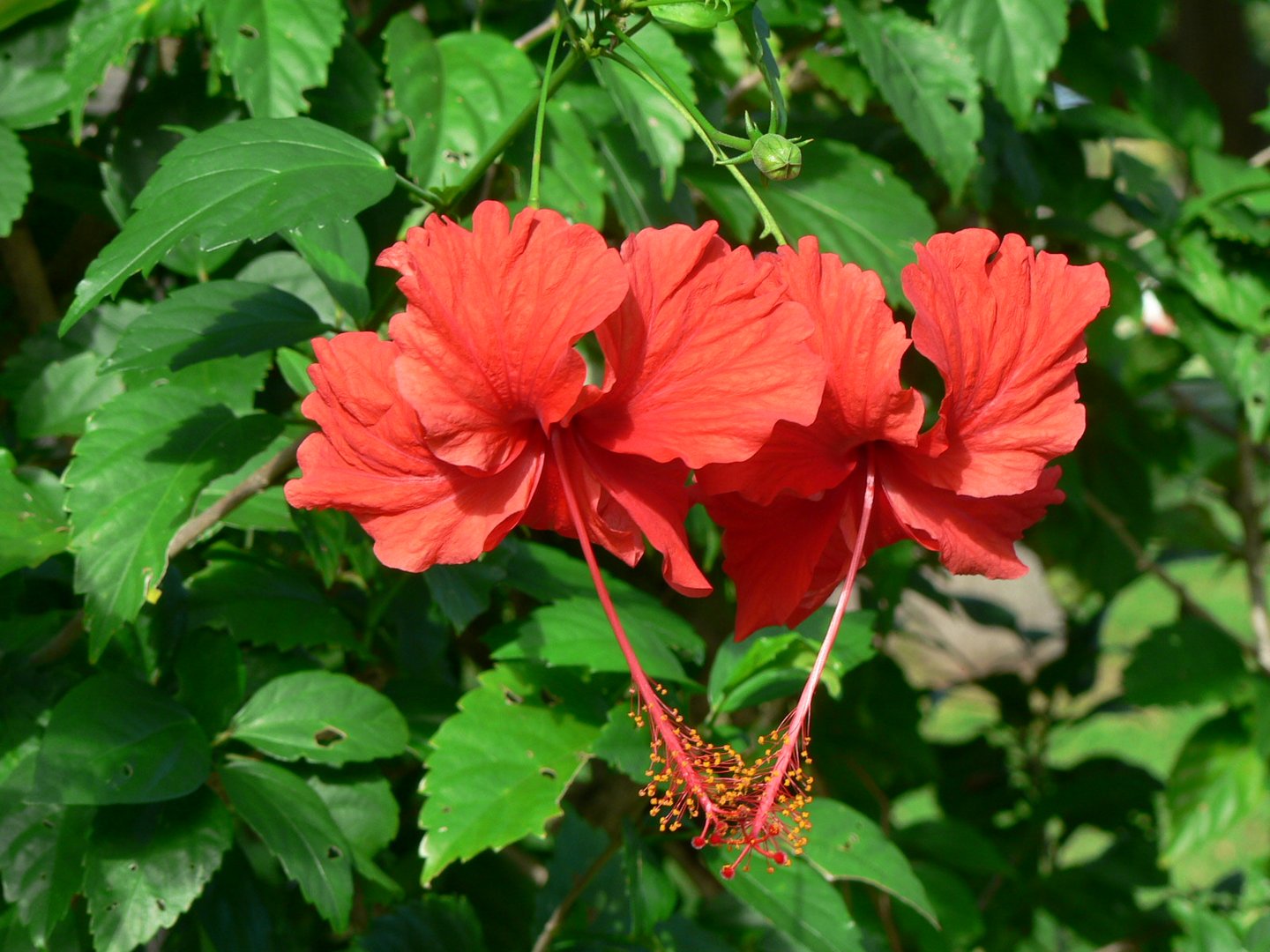 fleurs d'hibiscus