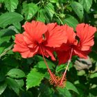 fleurs d'hibiscus