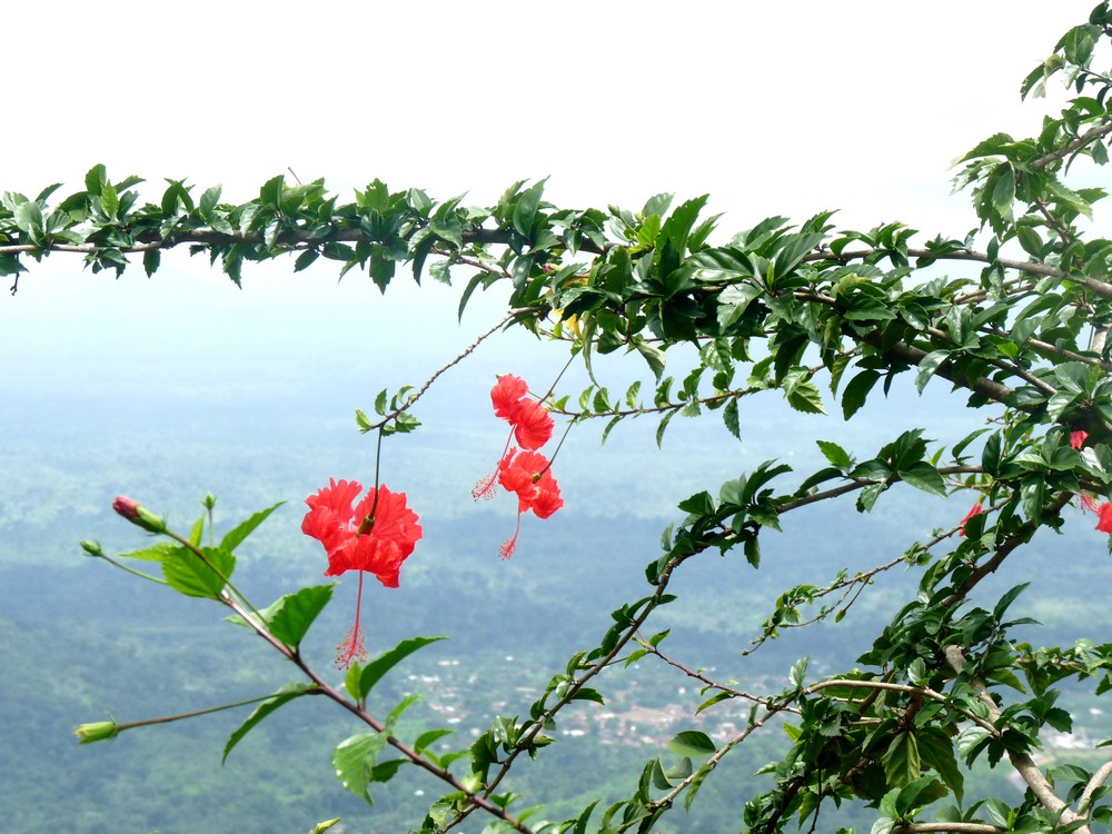 fleurs d'hibiscus