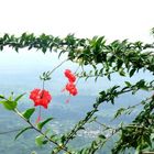 fleurs d'hibiscus