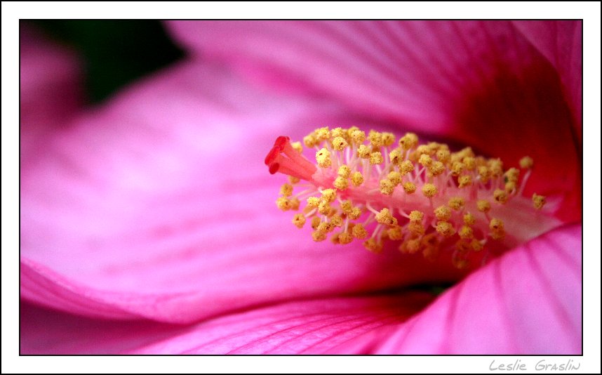 Fleurs d'hibiscus