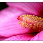 Fleurs d'hibiscus