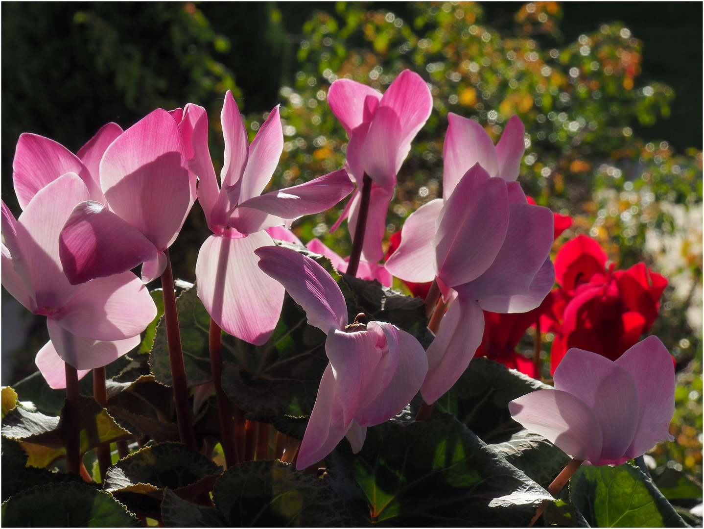 Fleurs d’hiver