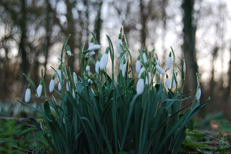 Fleurs d'hivers