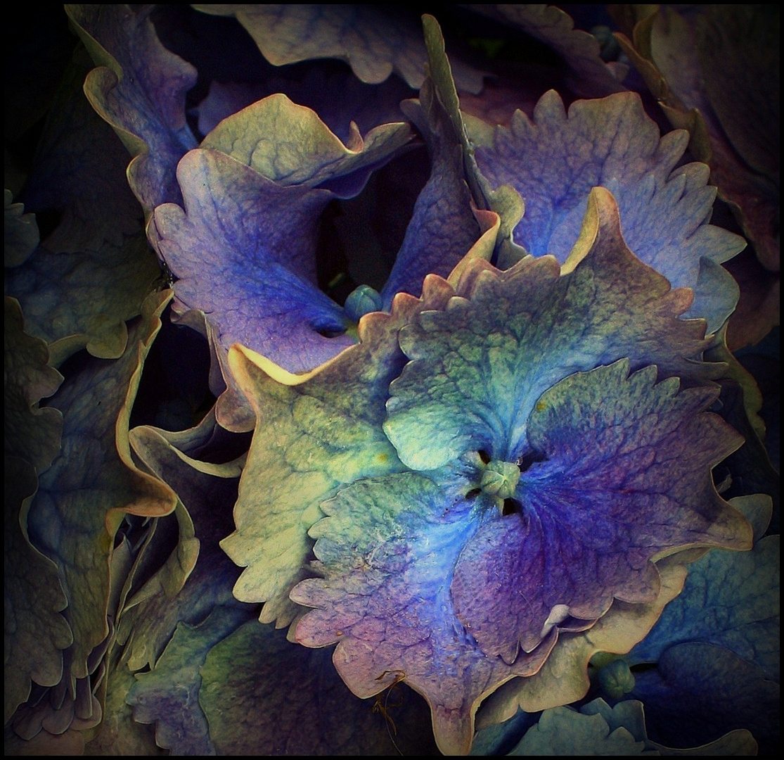 Fleurs d'hortensia