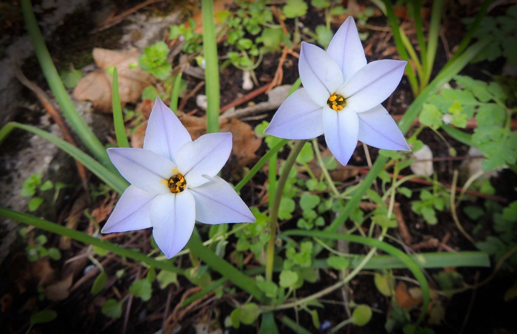 Fleurs d'Ipheion uniflorum