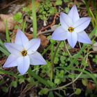 Fleurs d'Ipheion uniflorum