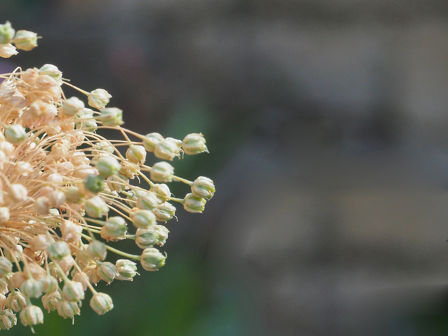 Fleurs d’oignon