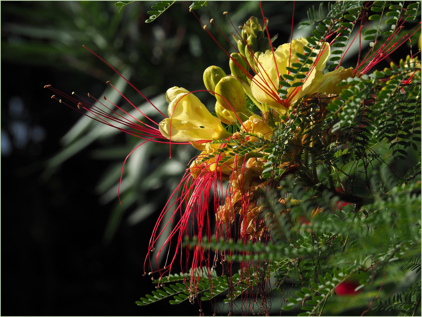 Fleurs d’Oiseau de paradis jaune -- Césalpinie de Gillies