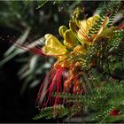 Fleurs d’Oiseau de paradis jaune -- Césalpinie de Gillies