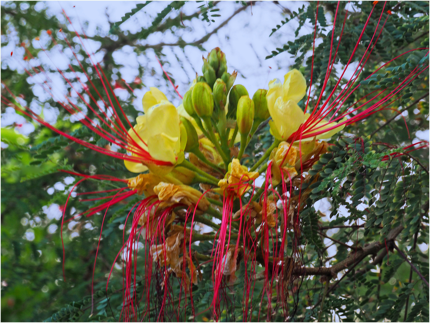 Fleurs d’Oiseau de paradis jaune -- Césalpinie de Gillies