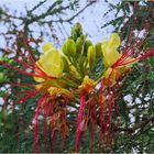 Fleurs d’Oiseau de paradis jaune -- Césalpinie de Gillies