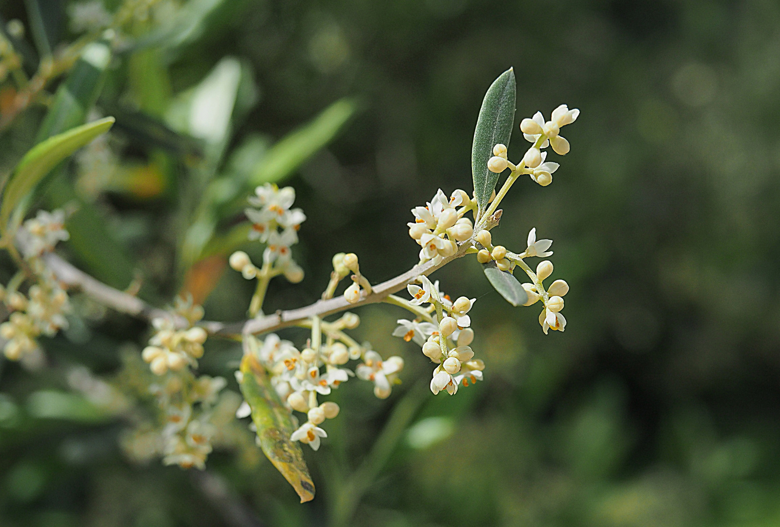 Fleurs d’olivier