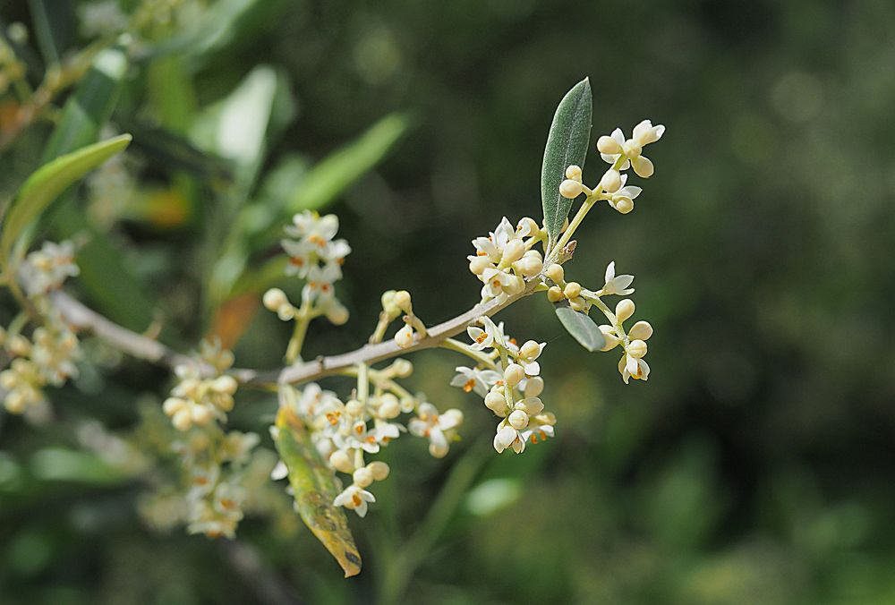 Fleurs d’olivier