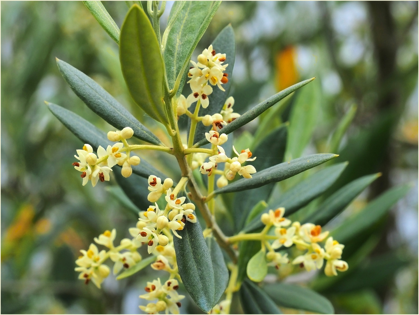 Fleurs d’olivier