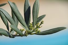 Fleurs d’olivier
