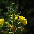 Fleurs d’onagre  --  Oenothera biennis