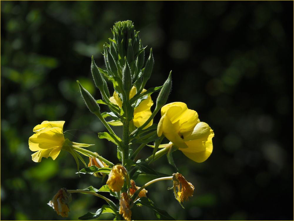 Fleurs d’onagre  --  Oenothera biennis