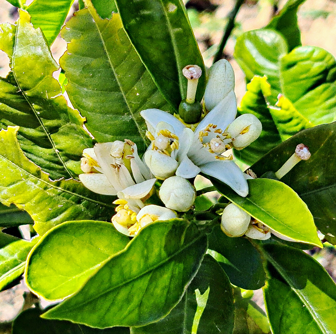 fleurs d'oranger du jardin