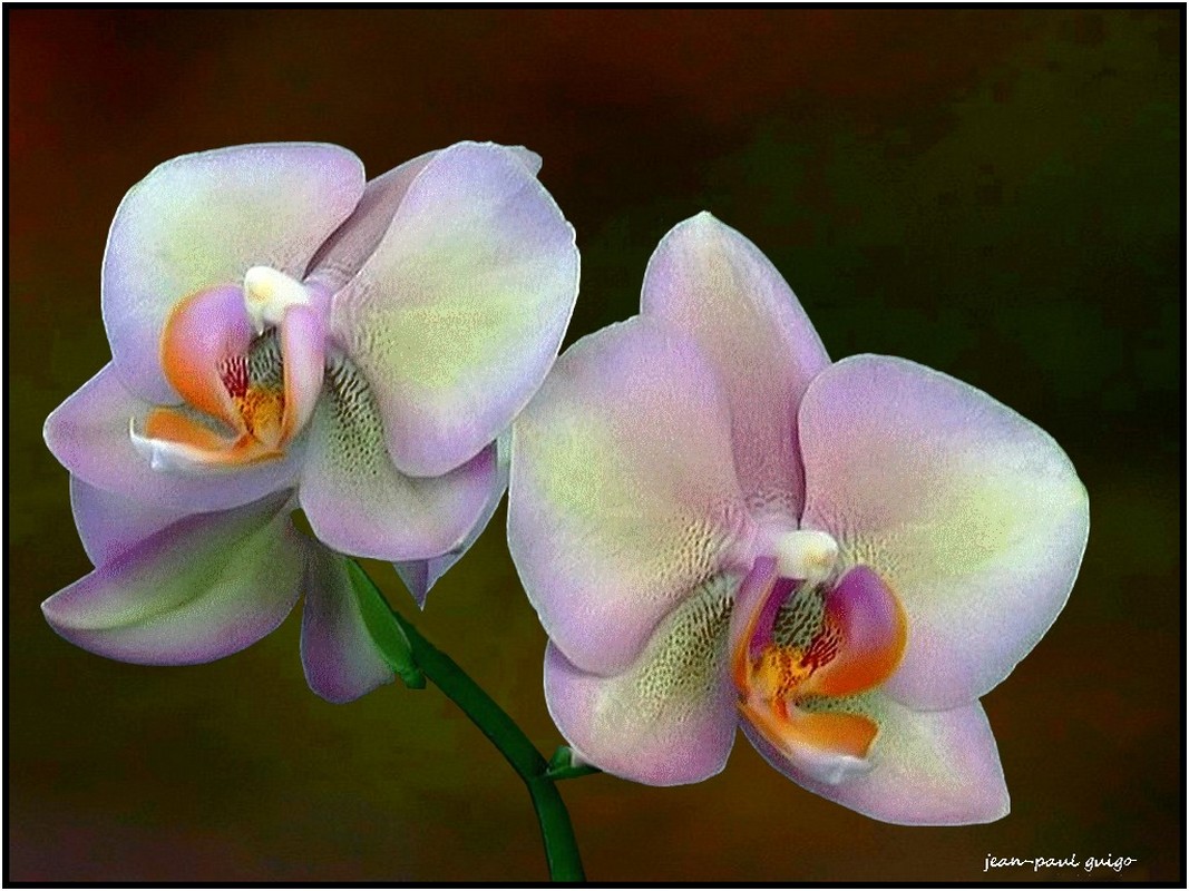 fleurs d'orchidée 2