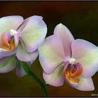 fleurs d'orchidée 2