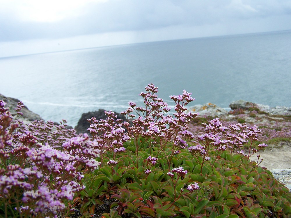 Fleurs du bord de mer