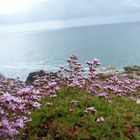 Fleurs du bord de mer