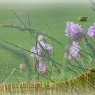 Fleurs du chemin des douaniers Le Portel