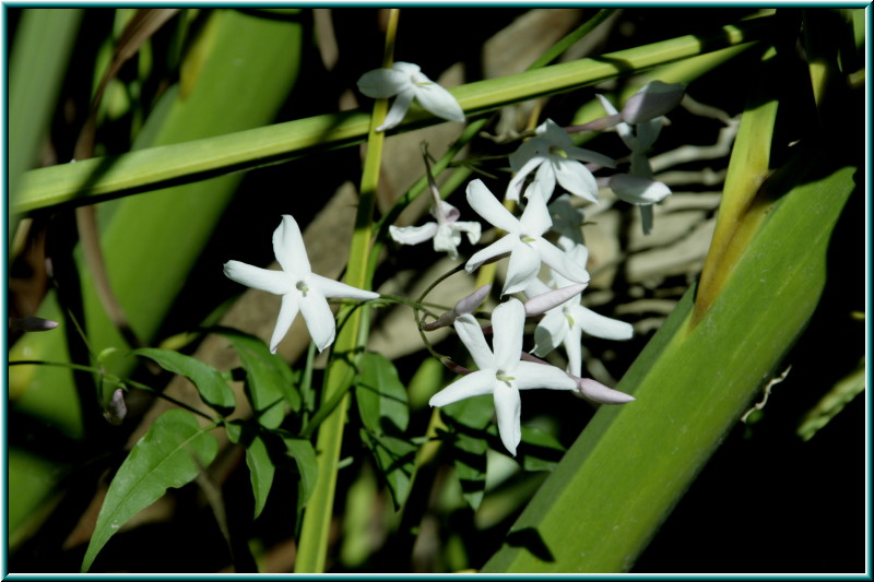 Fleurs du "diamant vert"