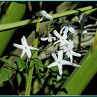 Fleurs du "diamant vert"