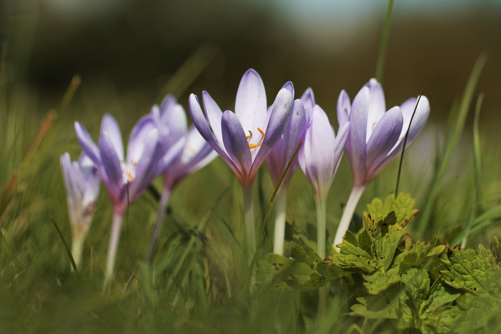 Fleurs du haut-doubs