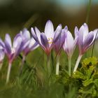 Fleurs du haut-doubs