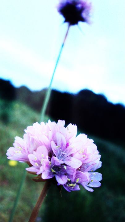 Fleurs du Havre