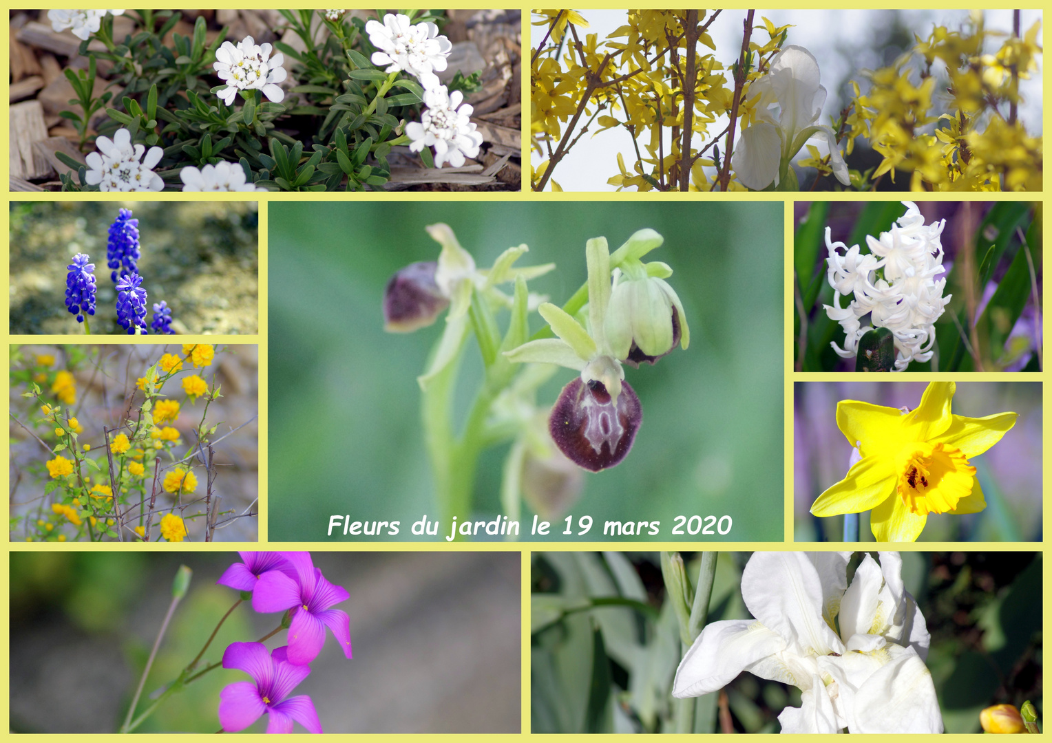 fleurs du jardin 19 mars 2020