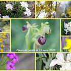 fleurs du jardin 19 mars 2020