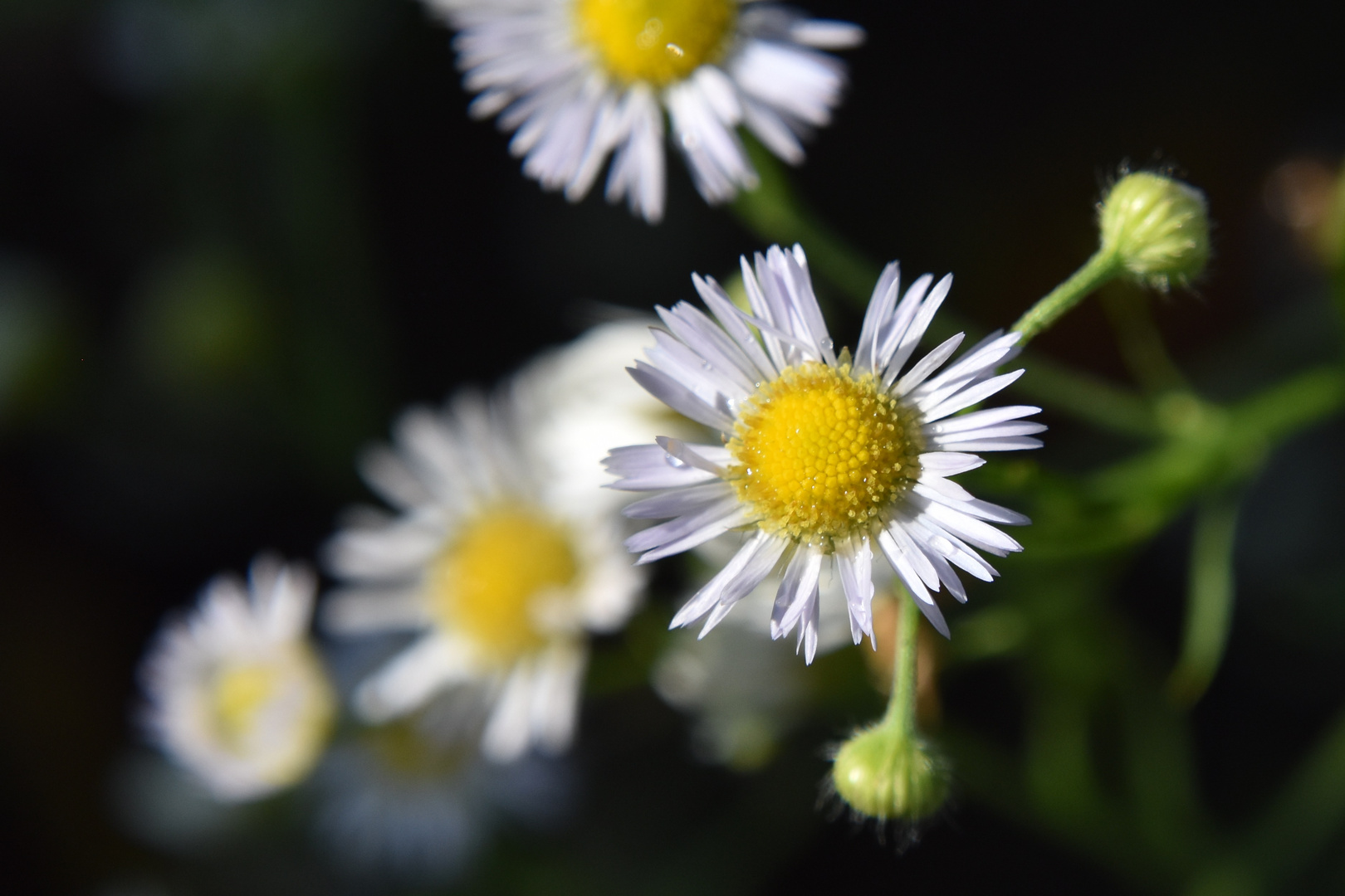 Fleurs du jardin