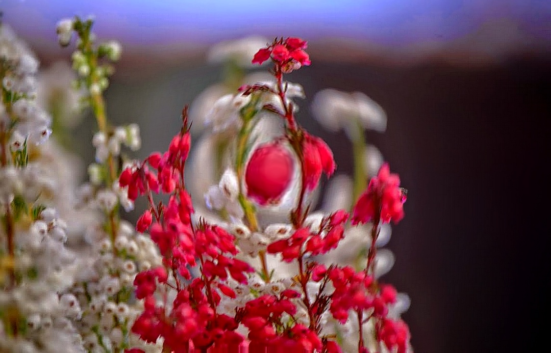 Fleurs du jardin