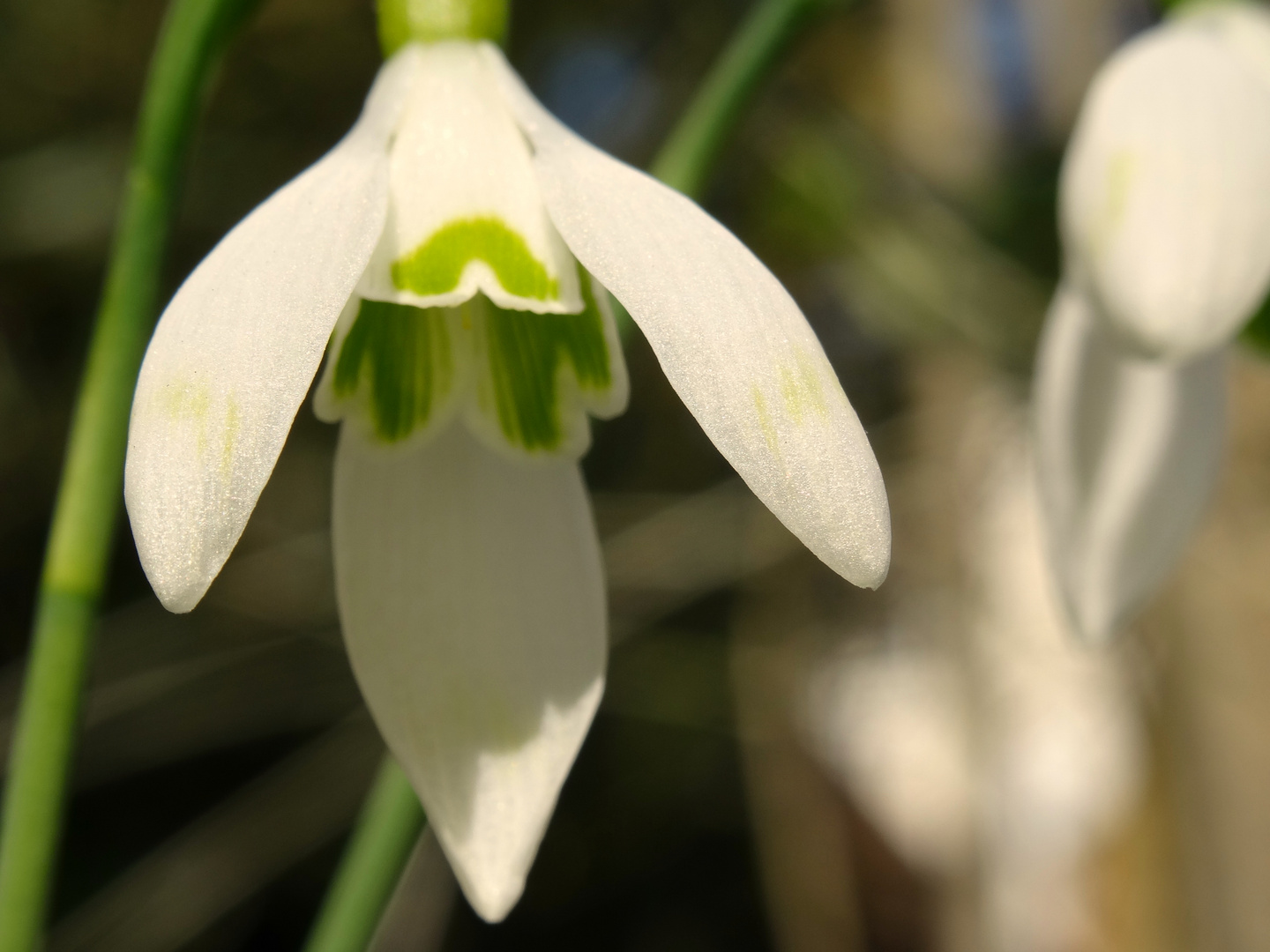 fleurs du jardin