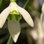 fleurs du jardin